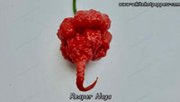 Reaper Naga - Pepper Seeds - White Hot Peppers